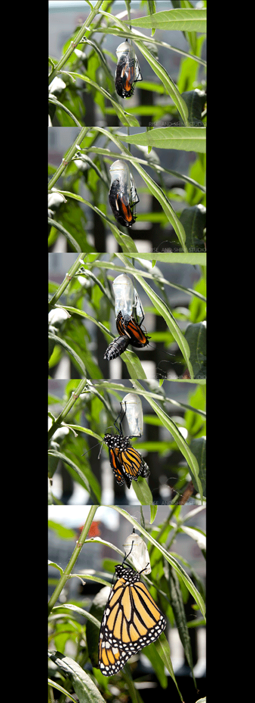 Female Butterfly emerging from Chrysalis